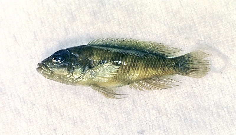 Neolamprologus wauthioni (holotype)